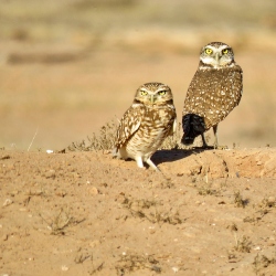 Burrowing Owls